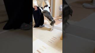 ママに二人で頑張った事を報告する愛犬