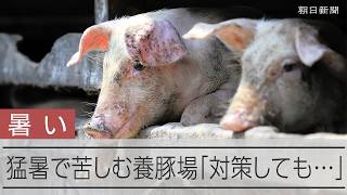 猛暑で悲鳴上げる養豚場　暑さに弱い豚、豚舎の対策に5年前から年間約1100万円　それでも「暑さしのげない」