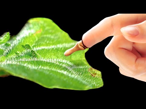 アンブロシア:危険なアレルギー植物 植物