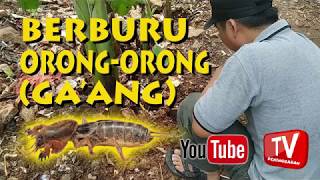 Download lagu BERBURU ORONG ORONG (Ga'ang) EPS.1 #mainananak #mainantempodulu mp3