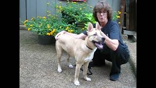 Video preview image #1 Gerberian Shepsky Puppy For Sale in Germanton, TN, USA