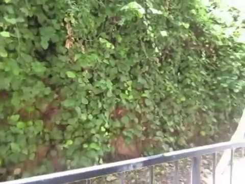 PL3699 - Beautiful 2 Bed + 2 Bath for Rent (Los Angeles, CA)