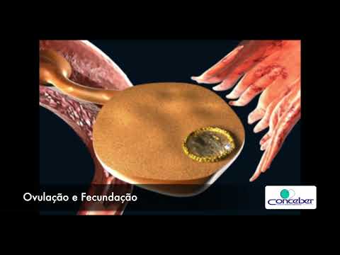 Ovulação Fecundação