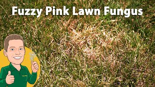 The Lawn Condition that Turns Grass Pink - Red Thread with Dr. Brad