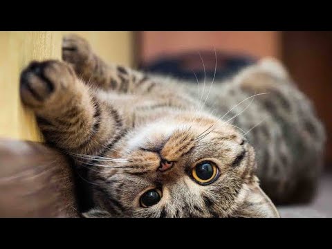 Cat vedeoes| Cute cat vedeo