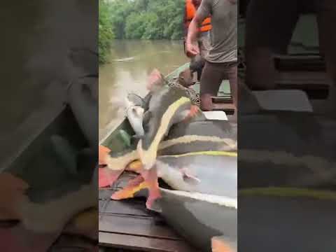 That “Log” Moved—Anaconda Strike After Catfish Rain!