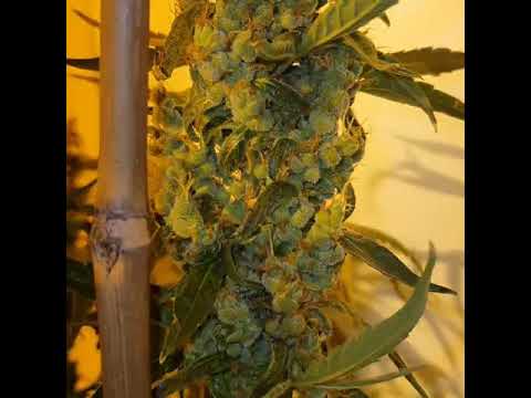 Silver Nevil S1 Feminized seed