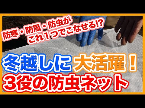 キョウチクトウを霜から守る方法は？冬を乗り切るための 4 つの簡単なアクション  庭園