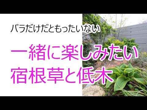 小低木のバラ「スマートロードランナー」 植物