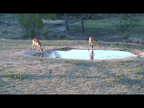 Djuma: Two Impala rams drinking at the pan - 17:32 -  11/01/21