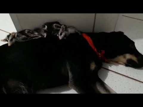 Cute Orphaned Opossum Joeys Adopted By Dog