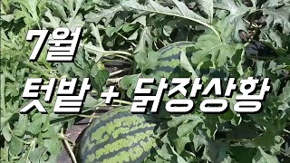 7월 텃밭 + 닭장상황 - 수박.오이.애호박.가지.토마토.옥수수.고구마. 복숭아. 등등