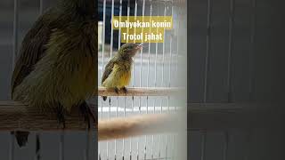 Download lagu konin ombyokan trotol prospek#shorts mp3