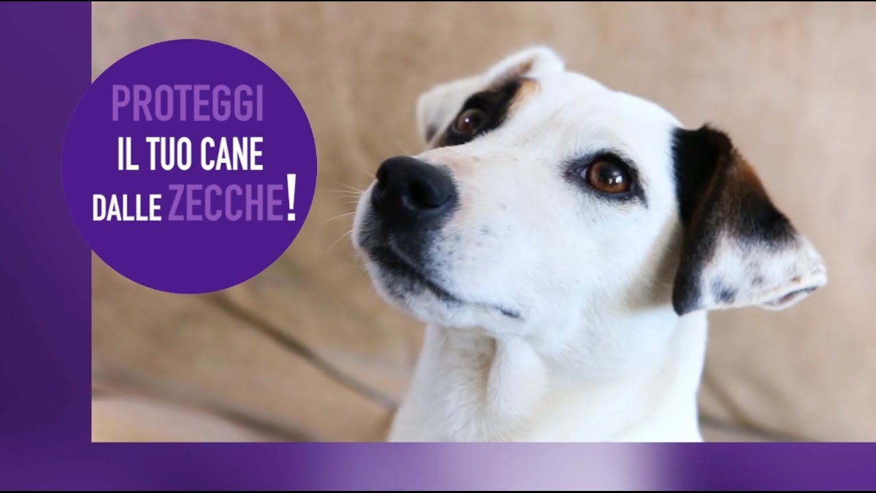 SPOT-ON REPELLENTE VS COMPRESSA