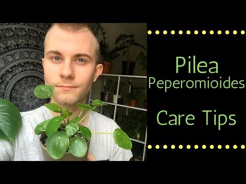Pilea Peperomioides Care Tips