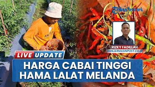 Tangis Petani seusai Harga Cabai Melonjak di Landasan Ulin Banjarbaru: Diserang Penyakit Lalat Buah