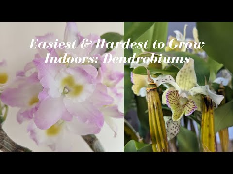 Dendrobium Orchids | Growing Indoors - Easiest & Hardest to Grow  & Blooming Tips