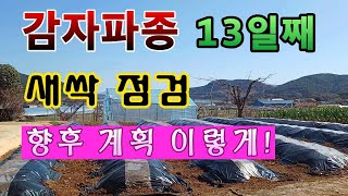 [텃밭농부.949]  감자파종 13일째 점검과 향후계획 #감자재배