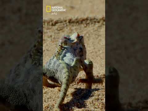 ஒரு நாளைக்கு 200 பூச்சிகளை உண்ணும் பச்சோந்தி 🦎 #natgeo #africasdeadliest