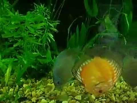 Discus Fishes in 40 Gallon Planted Nature Fish Tank