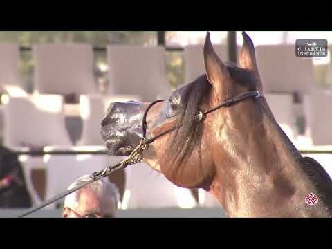 N.103 PRISCILLA OS - UBAYYAH International Festival 2023 - Mares 7 - 9 Years Old (Class 5)