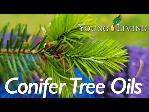 Conifer Tree Oils Master Class