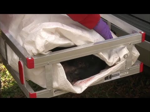 NJ Four Black Bears Killed In Ringwood State Park