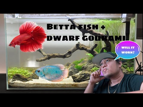 BETTA FISH AND DWARF GOURAMI IN A 20 GALLON TANK - Was it a mistake?