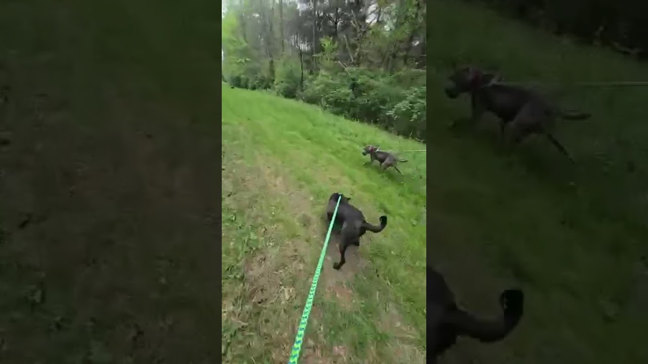 Enlarge Pyro, a Adoptable Mixed Breed in Chattanooga, TN video 4/4