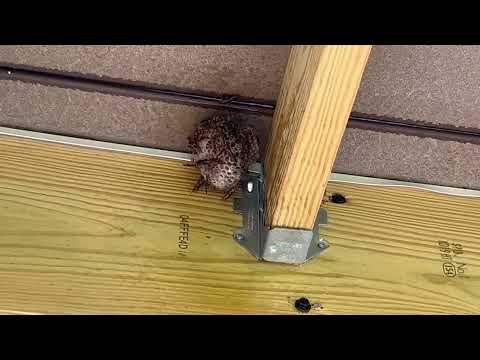 Small & Dangerous Yellow Jackets Nest in Little Silver, NJ
