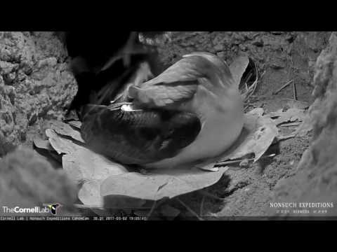 Bermuda Petrel Hatch Highlights - Mar. 3, 2017