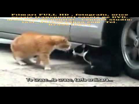 Helesteni ... Cearta in familie...