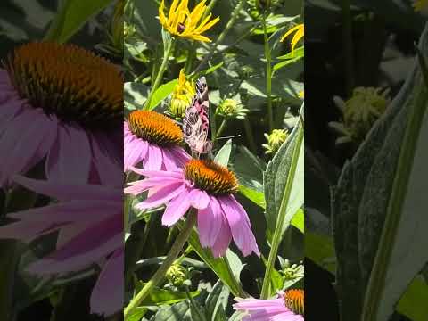 Beautiful|Lovely|Awesome|Flowers|Butterflies|Honey bee|Sunny Day|Summer|Season|Canada🍁🇨🇦
