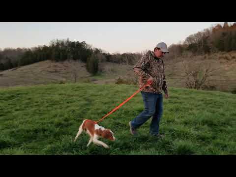 Introduction to Whoa Command