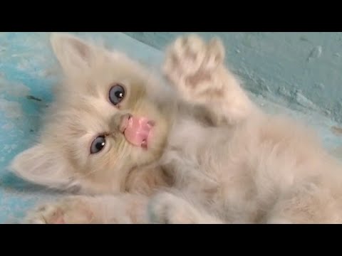 Adorable Kittens Meeting Their Father Cat Dusty From Distance