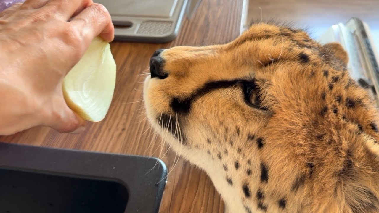 У гепарда Герды гастрономический тур по Машиной кухне😁