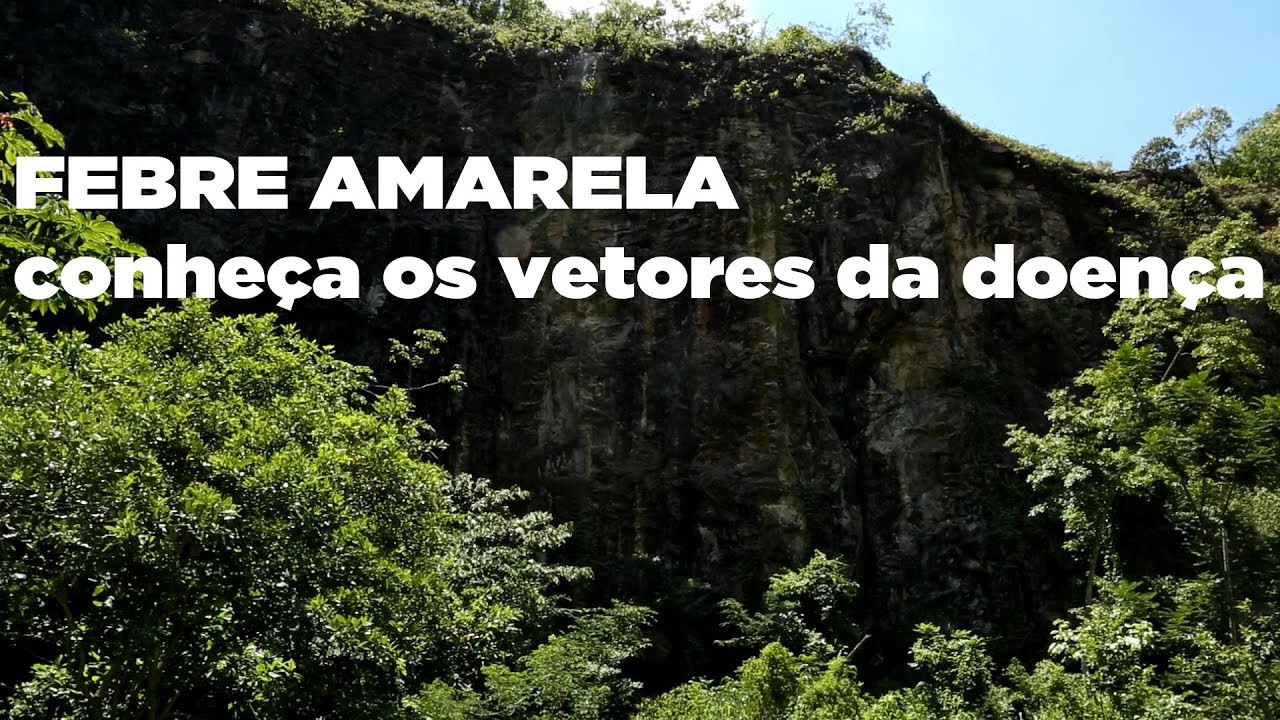 Febre amarela: conheça os vetores da doença
