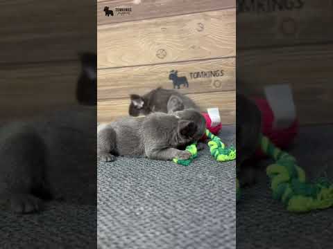 Video 5