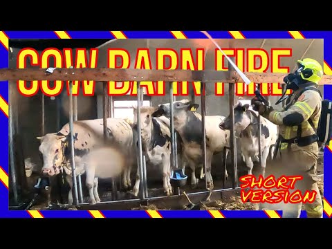 🔥Scheunenbrand-Rettung | Feuerwehrleute retten Kühe