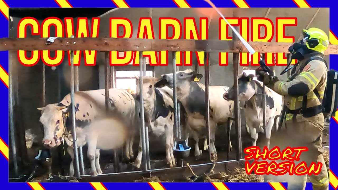 🔥 Brand in Koeienstal | Brandweer Redt Dieren  - VOLUNTEERS DUTCH FIREFIGHTERS -