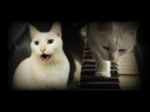 Beautiful - Cat Version