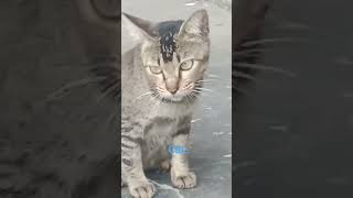 Download lagu Induk kucing liar yg sedang mengawasih daerah nya. mp3