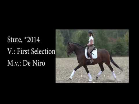 Stute v. First Selection, *2014