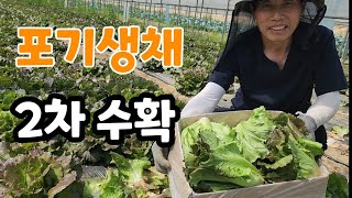 아삭아삭 포기생채 2차 수확  한박스 만원