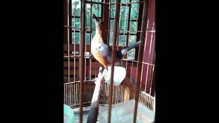 Download lagu pancingan suara anis merah betina untuk memanggil anis merah jantan yang macet bunyi mp3 Download lagu pancingan suara anis merah betina untuk memanggil anis merah jantan yang macet bunyi mp3