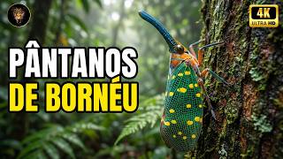 O Coração Selvagem de Bornéu | O Reino Secreto das Espécies Mais Extraordinárias - Pântanos