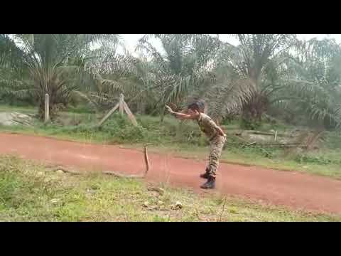 Brave man catches a big KING COBRA with bare hands.