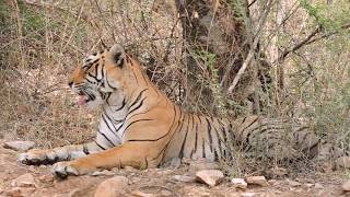 preview picture of video 'Tiger Attack. Ranthambore National park'