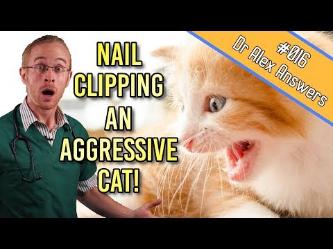 How to Clip an Aggressive Cat's Nails (without losing blood!) - Cat Health Vet Advice