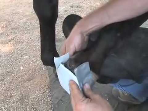 Slide 4 - Vettec Equi-Pak Clear 210cc  (video)